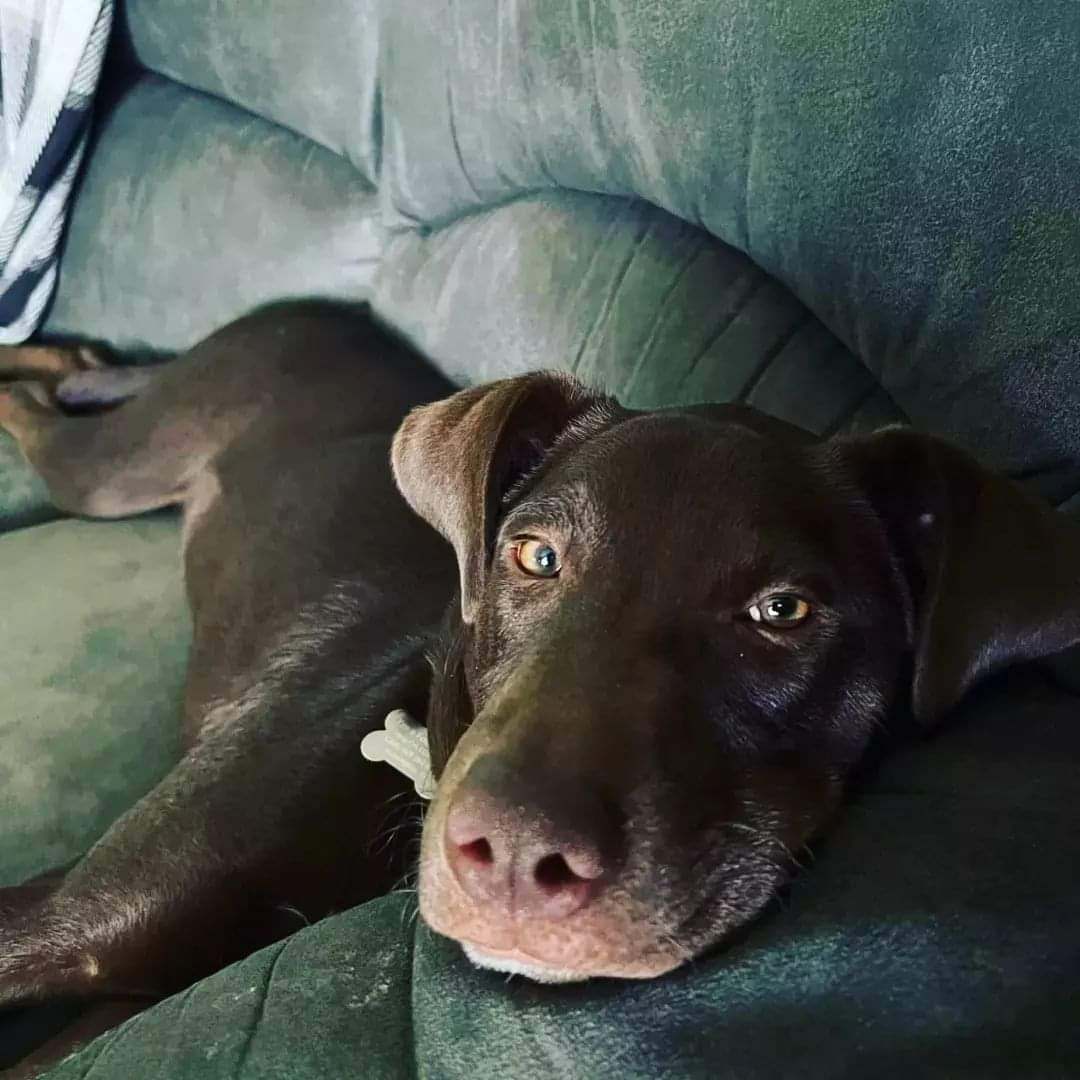 Enlarge Eddie, a Adopted mixed breed in Kokomo, IN image 3/12