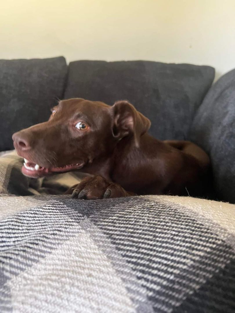 Enlarge Eddie, a Adopted mixed breed in Kokomo, IN image 4/12