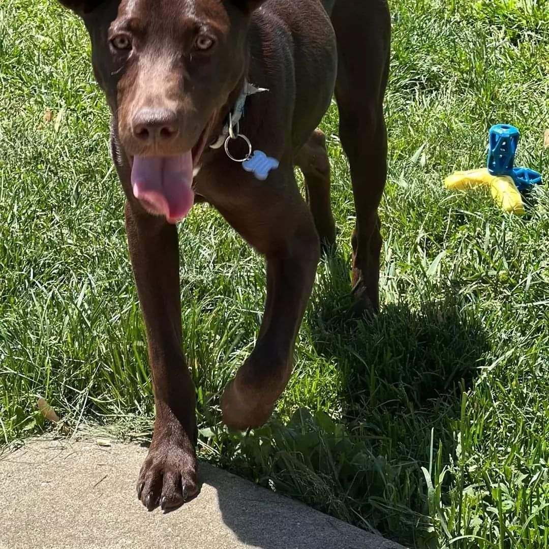 Enlarge Eddie, a Adopted mixed breed in Kokomo, IN image 5/12