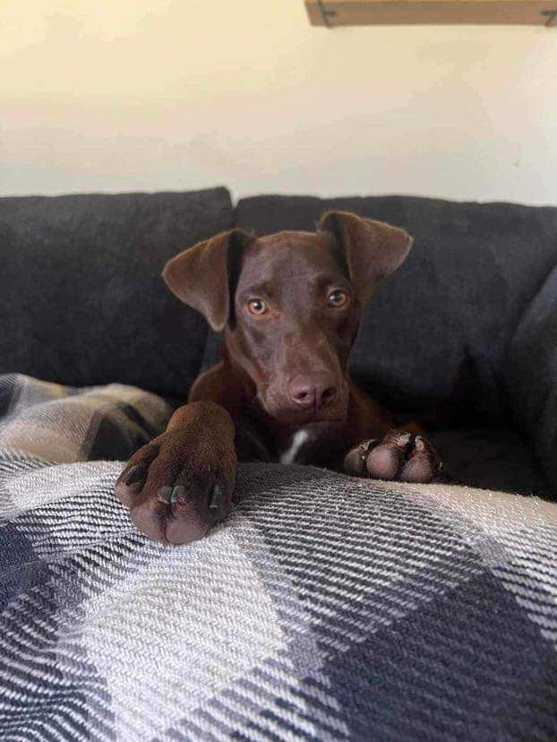 Enlarge Eddie, a Adopted mixed breed in Kokomo, IN image 6/12