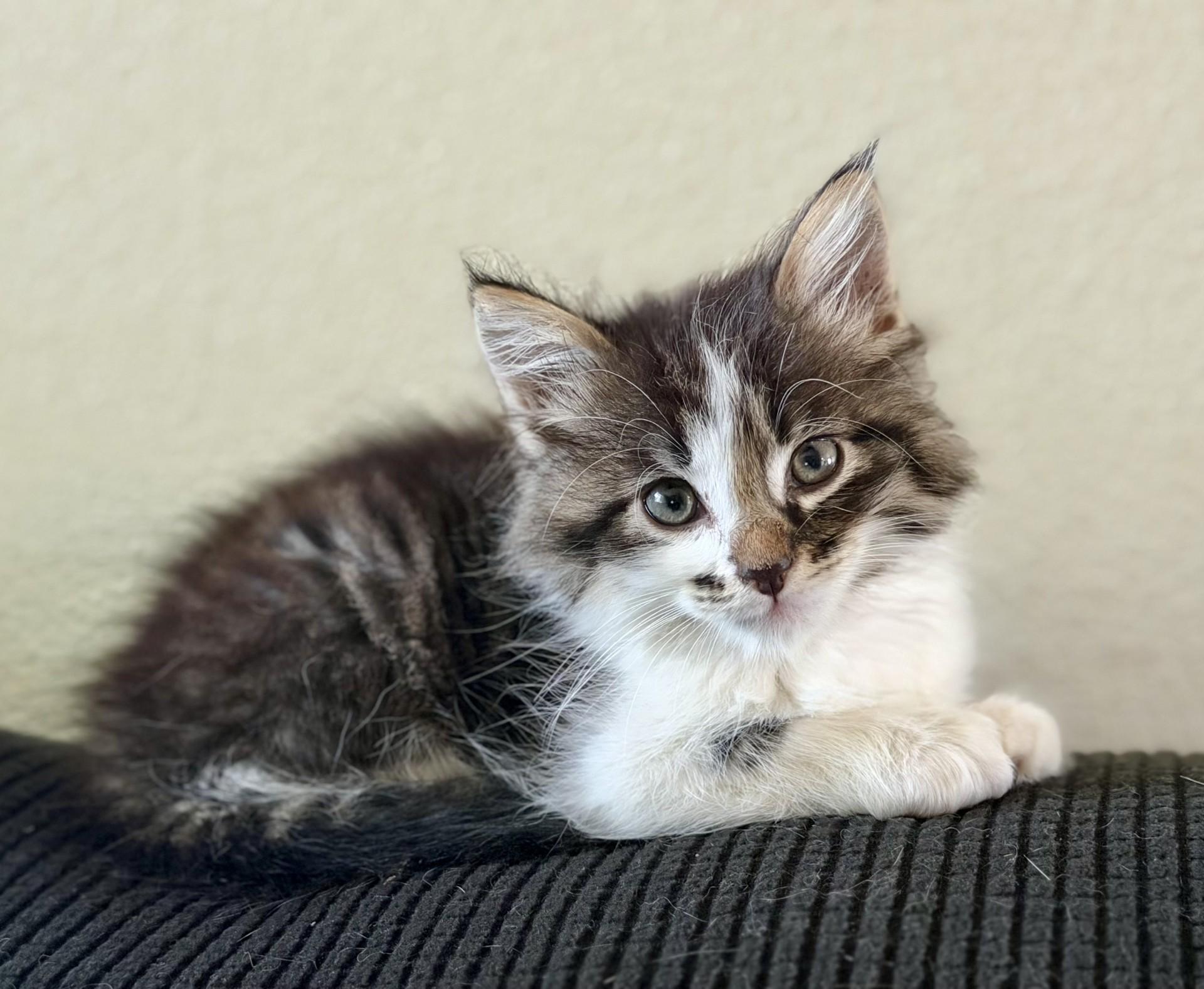 Jupiter, an adopted mixed breed in Los Alamitos, CA image 6/6