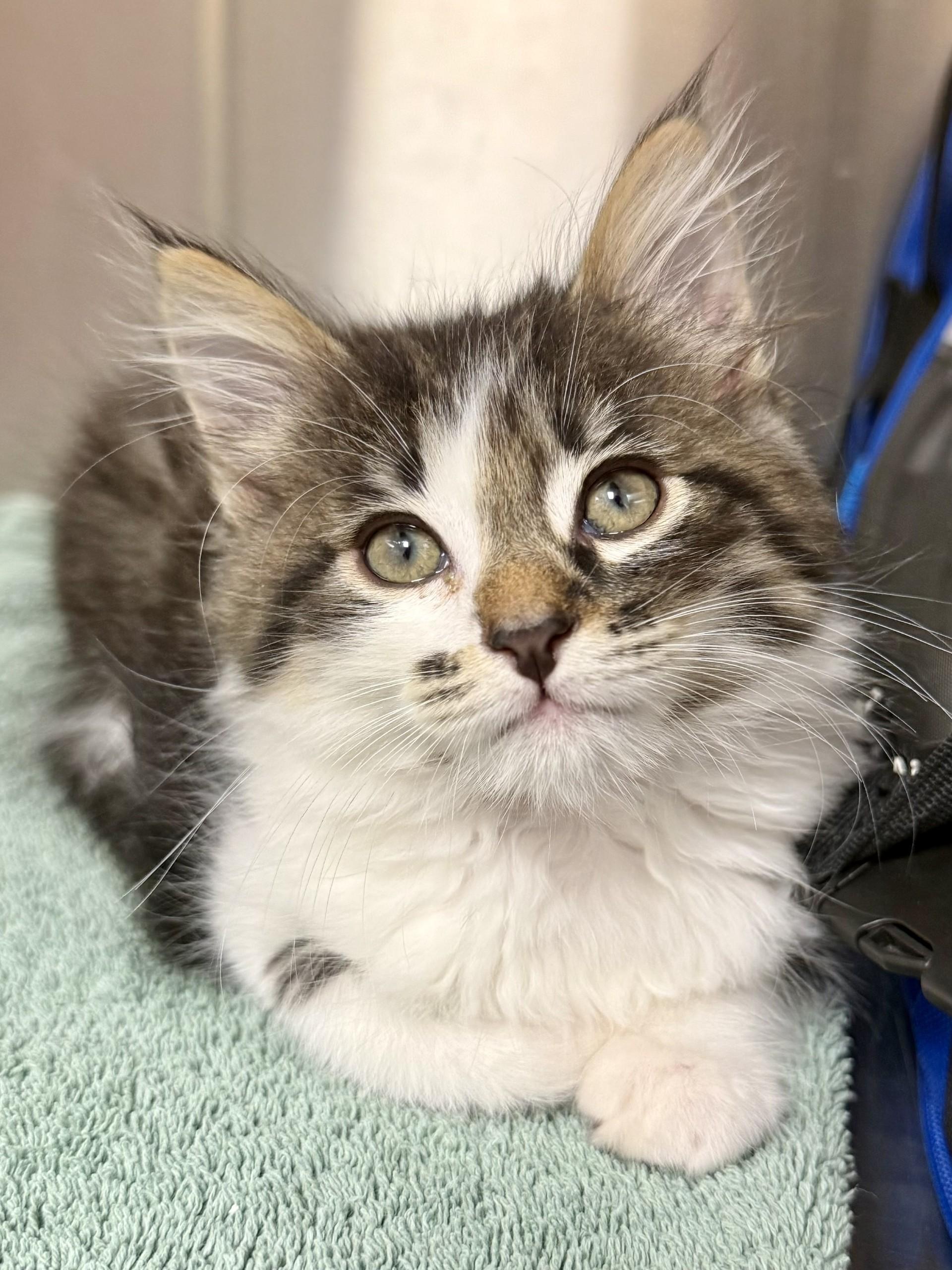 Jupiter, an adopted mixed breed in Los Alamitos, CA image 4/6