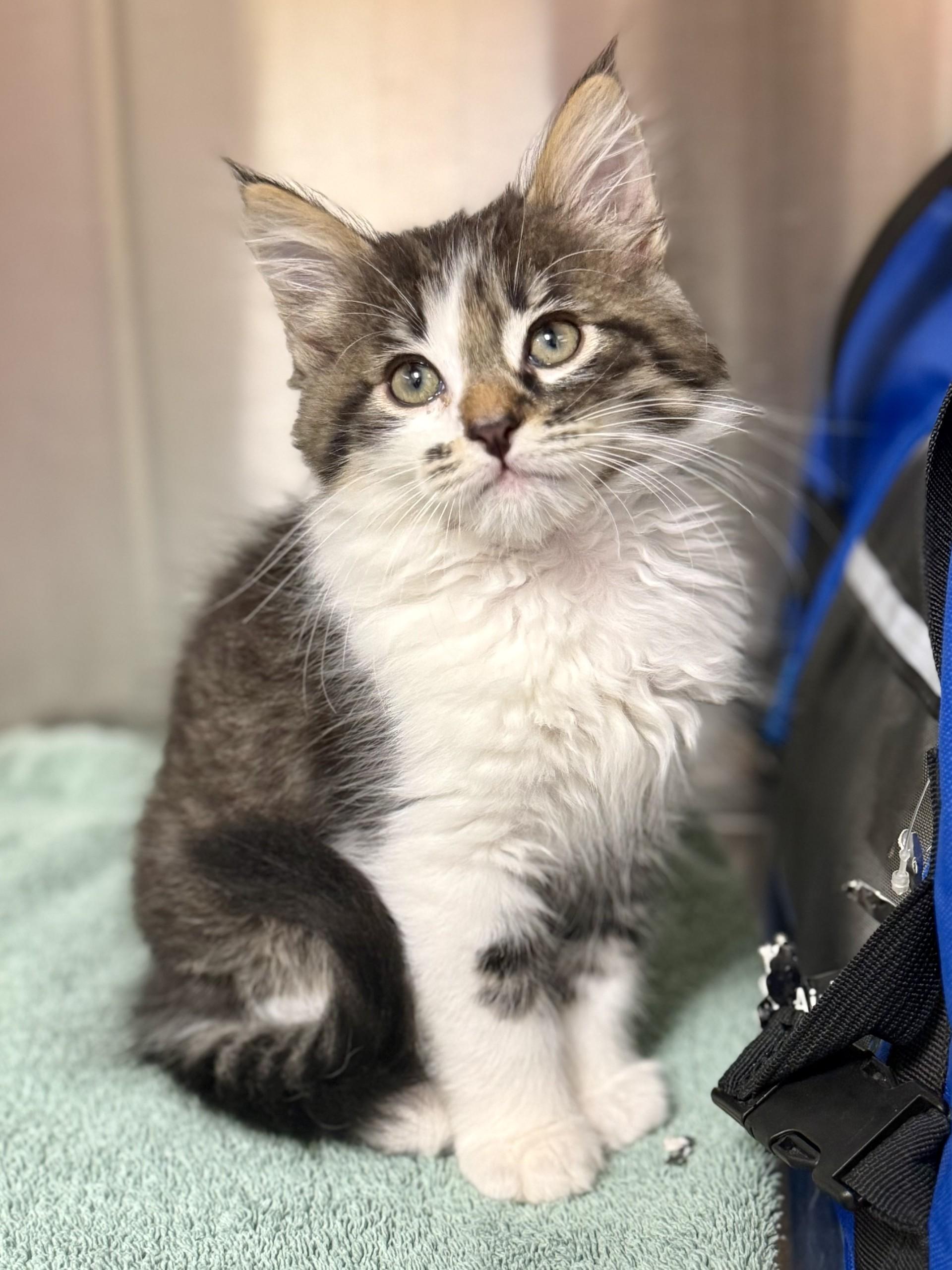 Jupiter, an adopted mixed breed in Los Alamitos, CA image 3/6