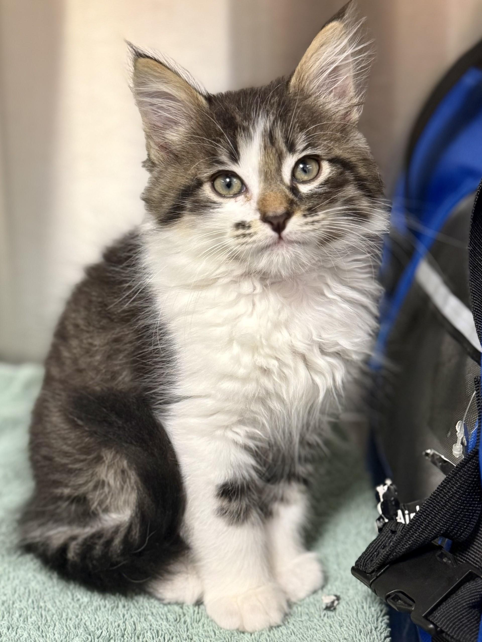 Jupiter, adopted, Kitten Male Domestic Medium Hair & Domestic Long Hair.