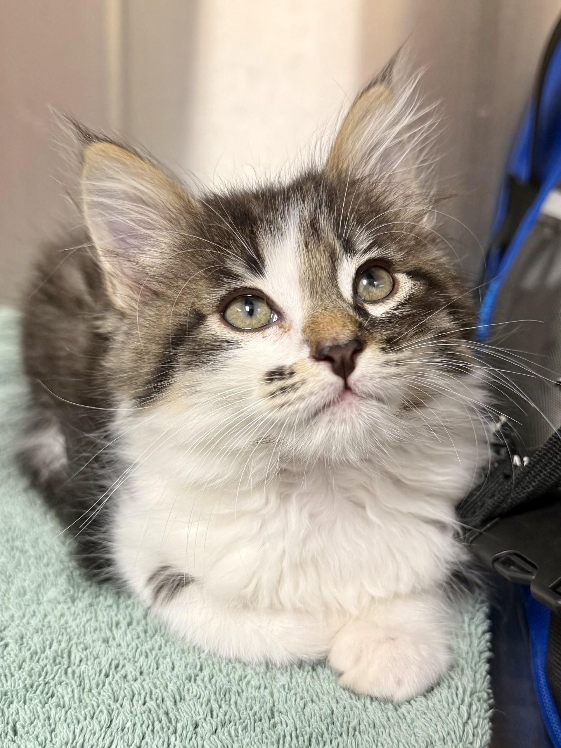 Jupiter, an adopted mixed breed in Los Alamitos, CA image 2/6