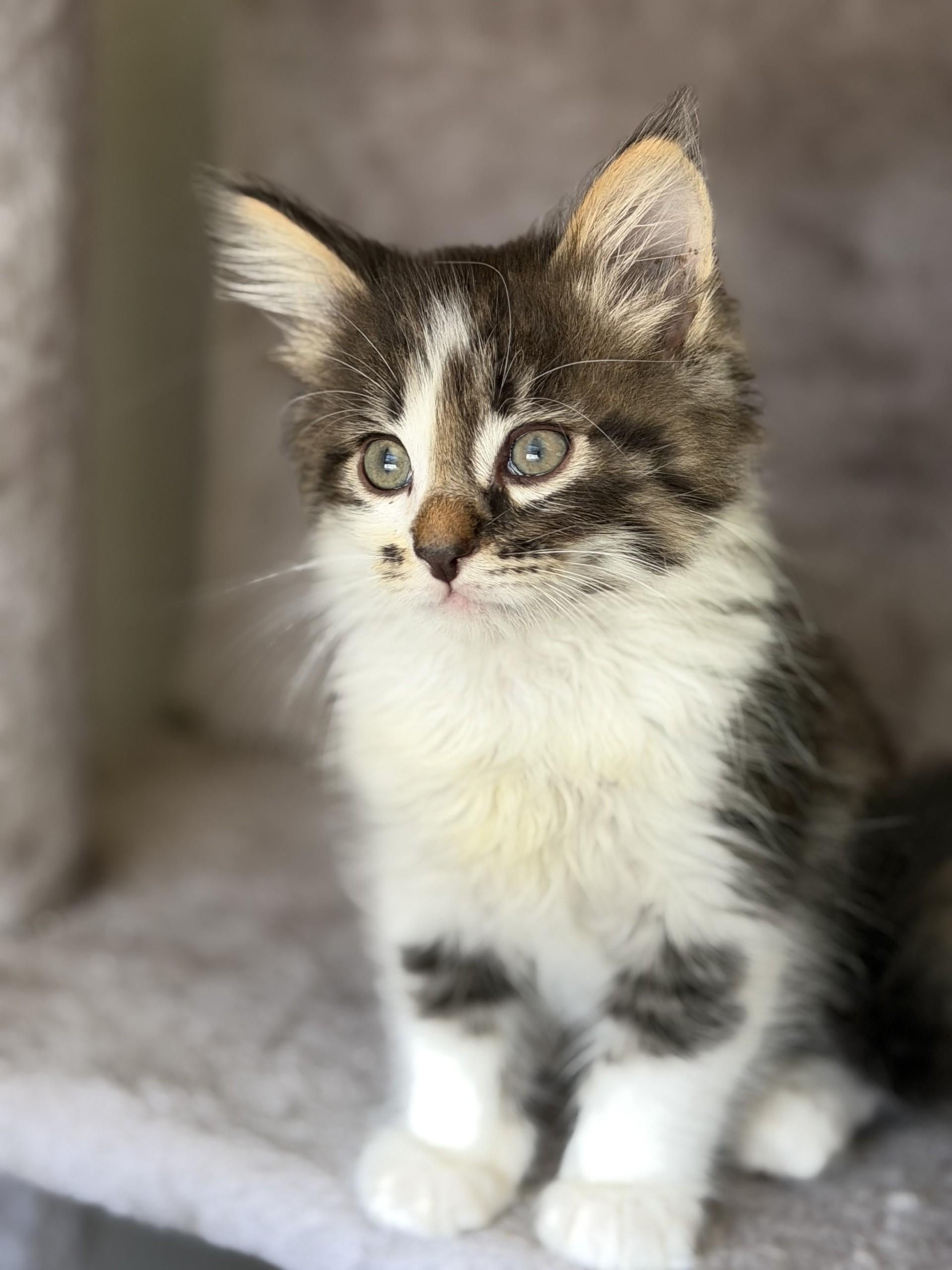 Jupiter, an adopted mixed breed in Los Alamitos, CA image 5/6