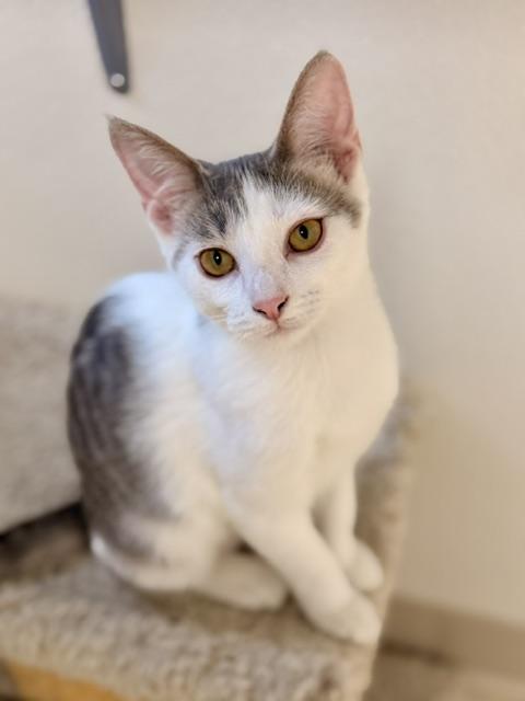 Enid, Adoptable, Kitten Female Domestic Short Hair.