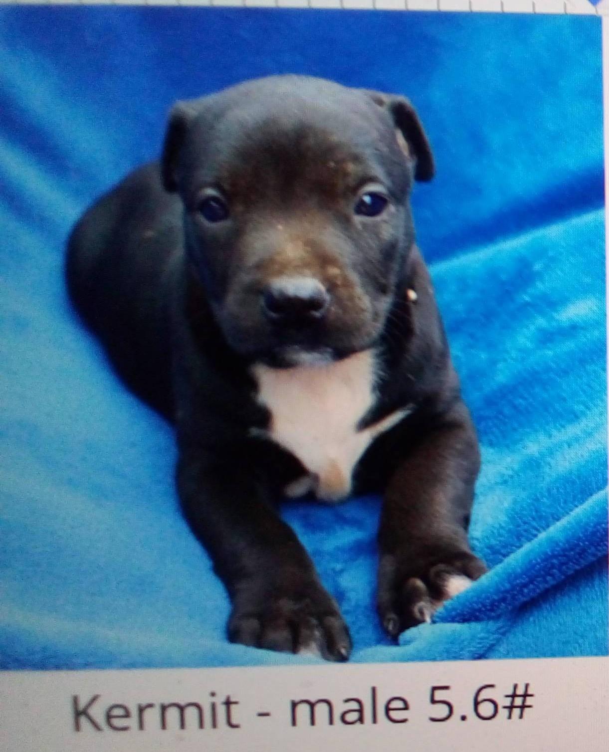 Enlarge Kermit, a Adoptable mixed breed in South Royalton, VT image 1/2