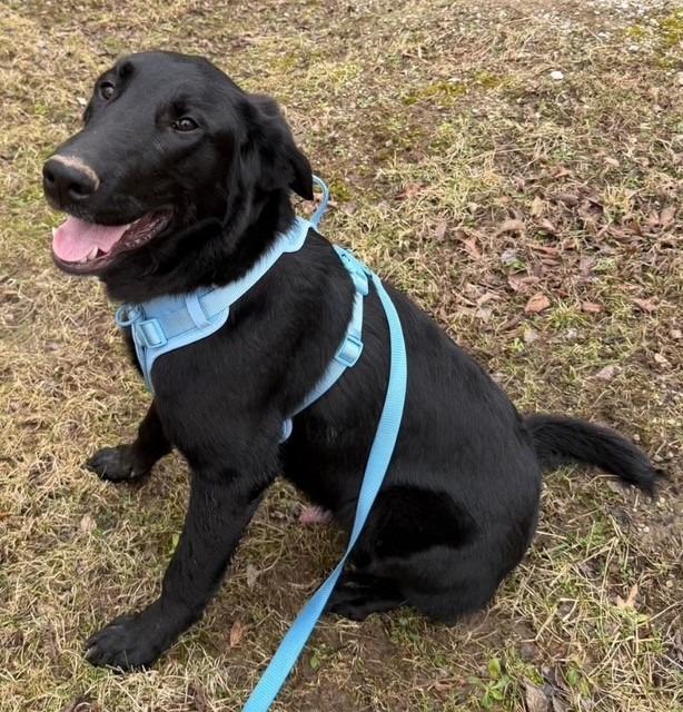 Beans, Adoptable, Young Male Labrador Retriever.