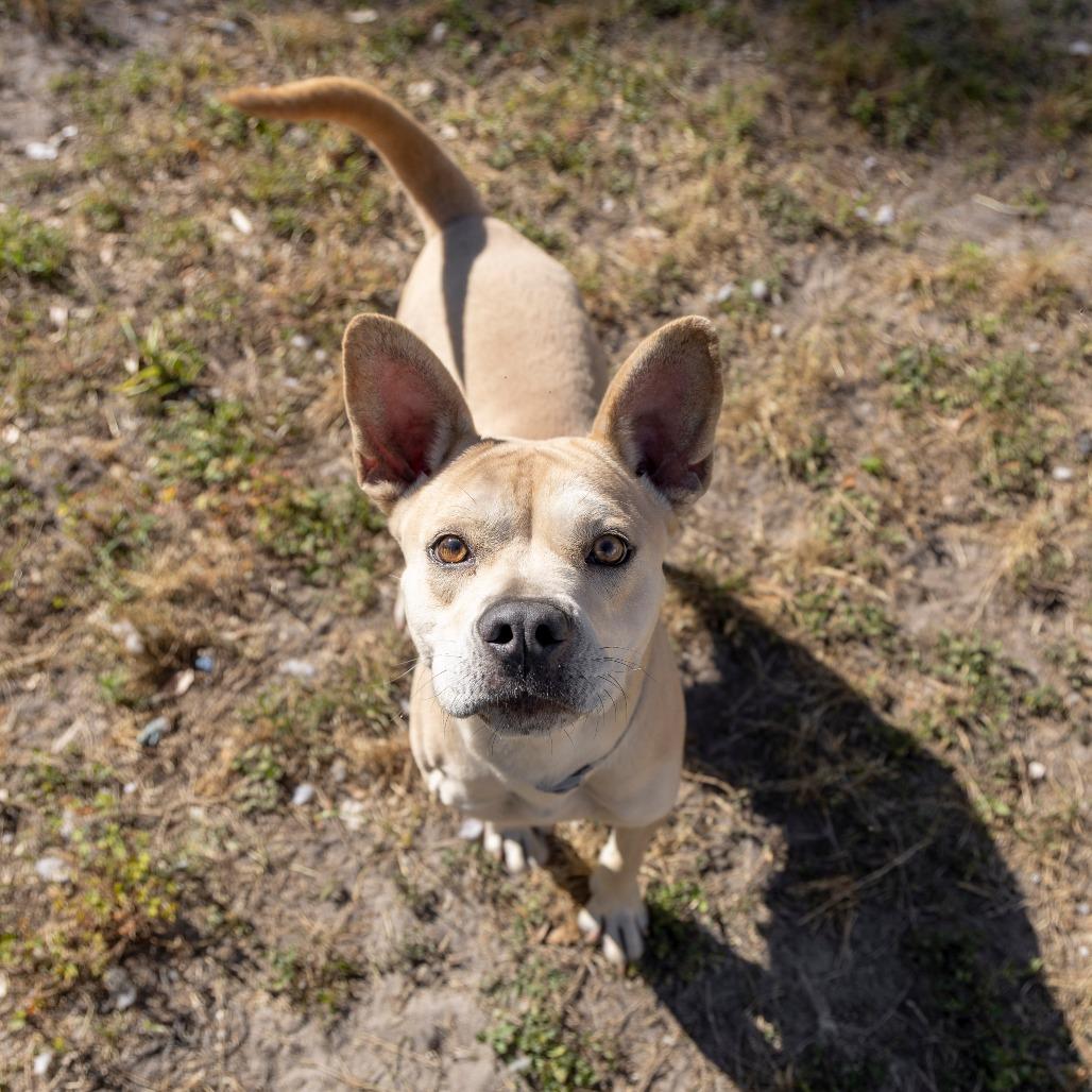 Hope, Adoptable, Adult Female Mixed Breed.