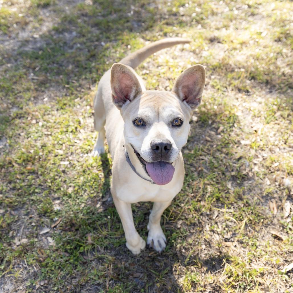 Hope, a Adoptable Mixed Breed in Gainesville, FL image 2/6