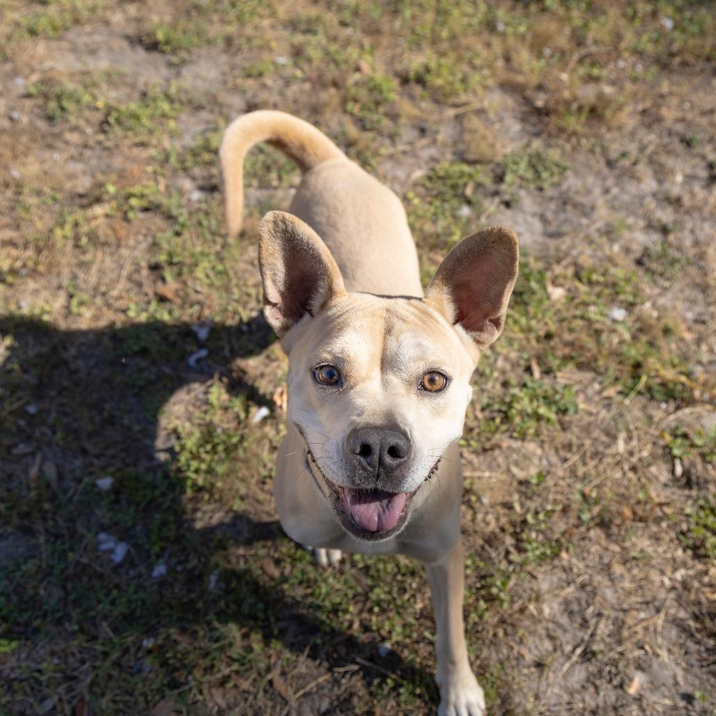 Hope, a Adoptable Mixed Breed in Gainesville, FL image 3/6
