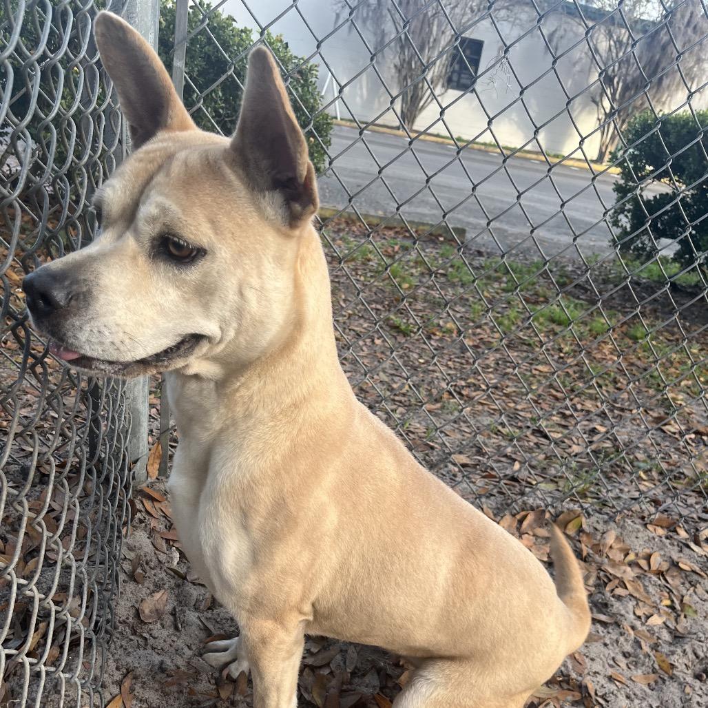 Hope, a Adoptable Mixed Breed in Gainesville, FL image 4/6