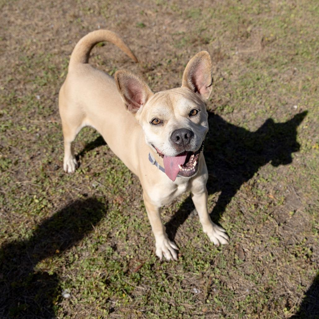 Hope, a Adoptable Mixed Breed in Gainesville, FL image 5/6