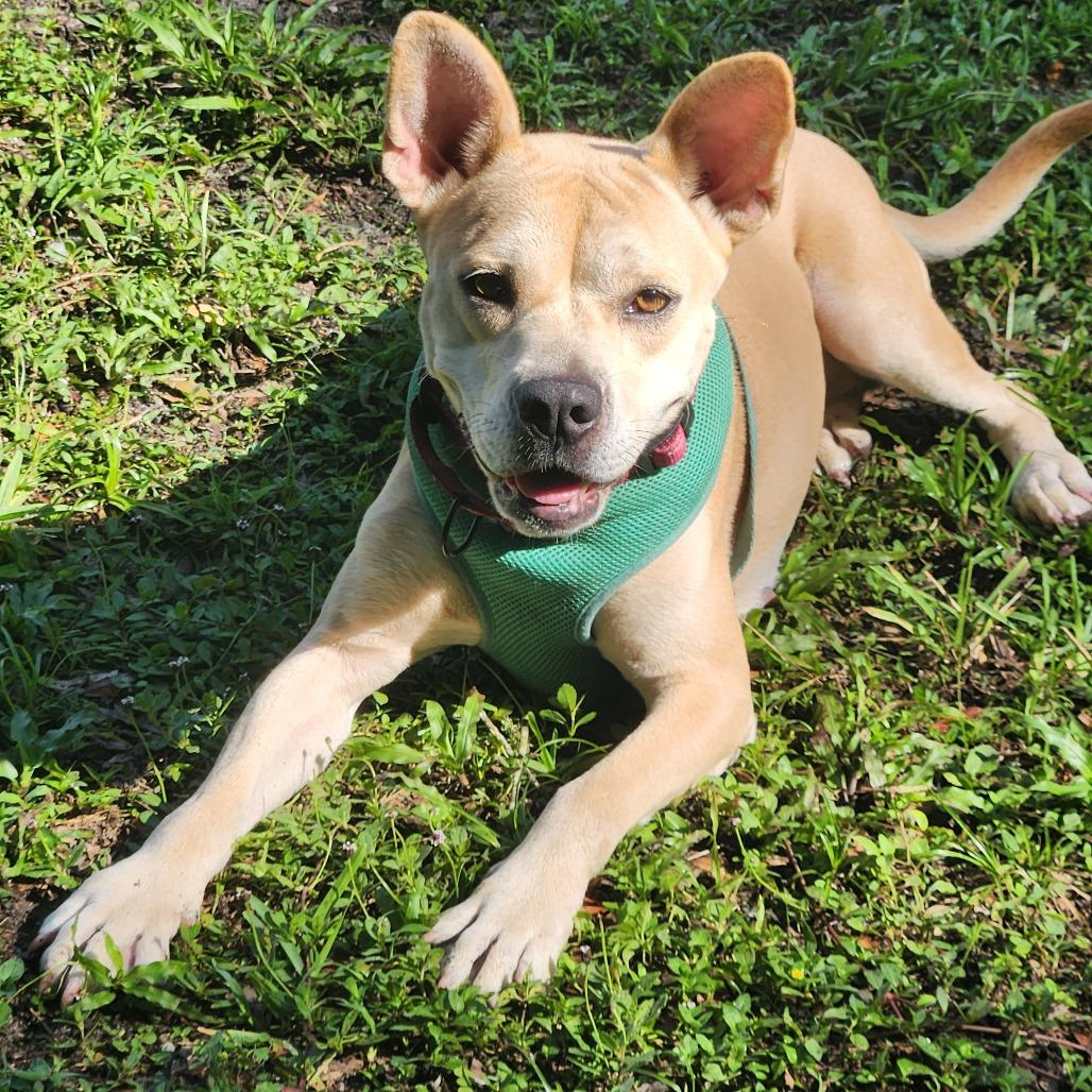 Hope, a Adoptable Mixed Breed in Gainesville, FL image 6/6