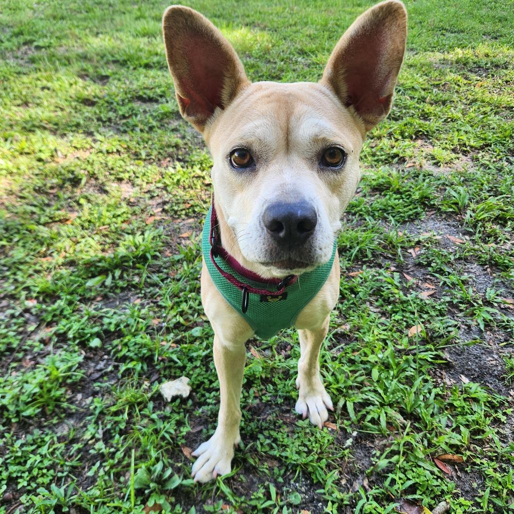 Hope, a Adoptable Mixed Breed in Gainesville, FL image 6/6