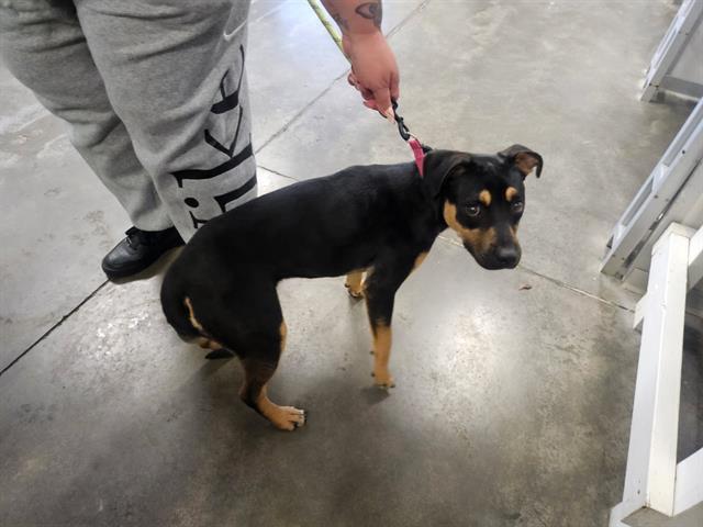 Enlarge ROXIE, a Adoptable mixed breed in Panama City, FL image 1/1