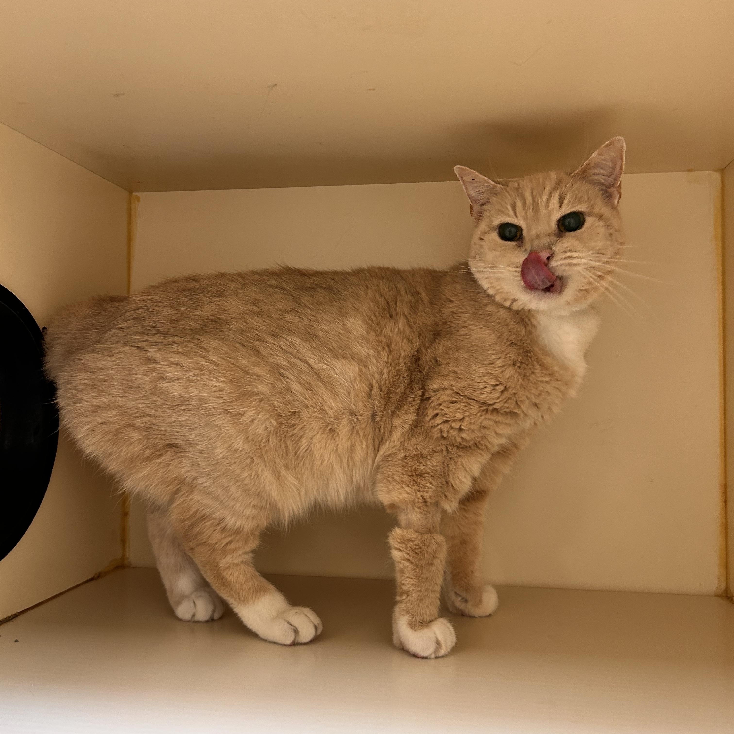 Enlarge Geraldine, an adoptable Domestic Short Hair in Myerstown, PA image 3/3