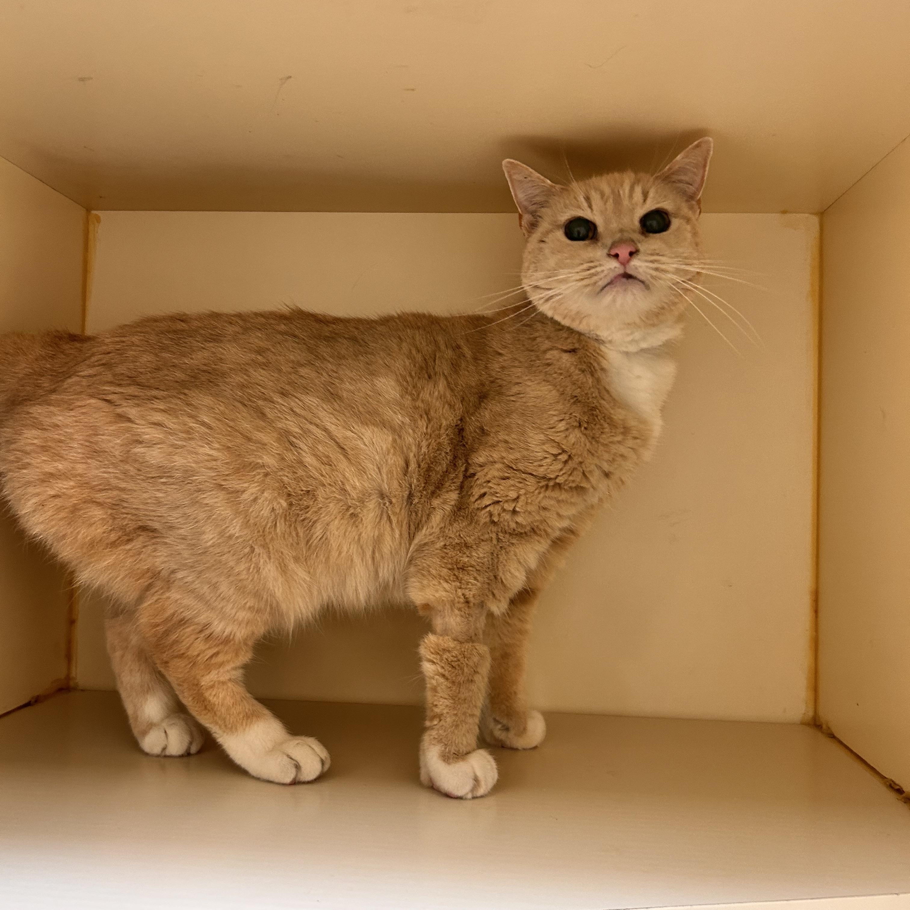 Enlarge Geraldine, an adoptable Domestic Short Hair in Myerstown, PA image 1/3