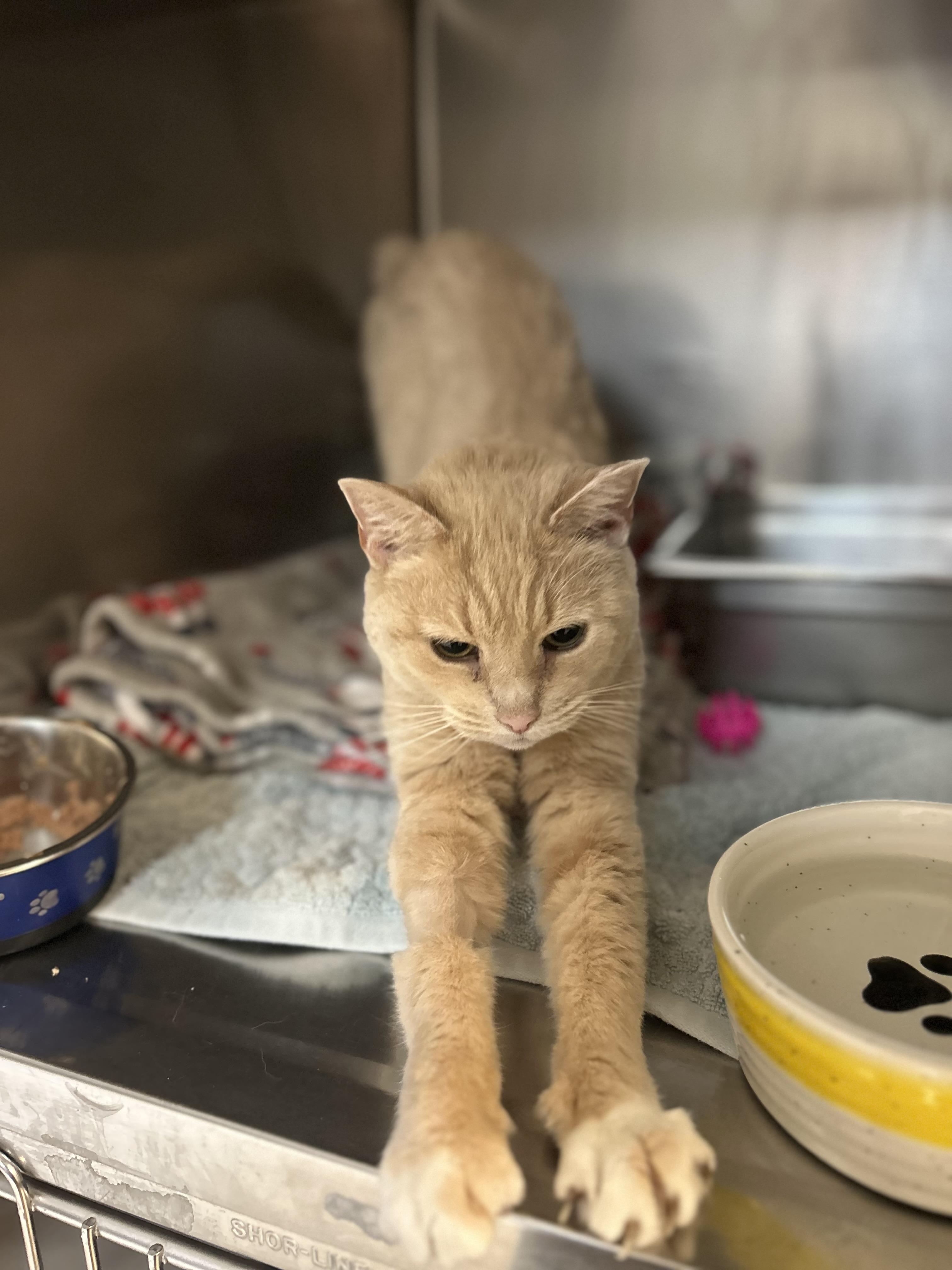 Enlarge Geraldine, an adoptable Domestic Short Hair in Myerstown, PA image 2/3