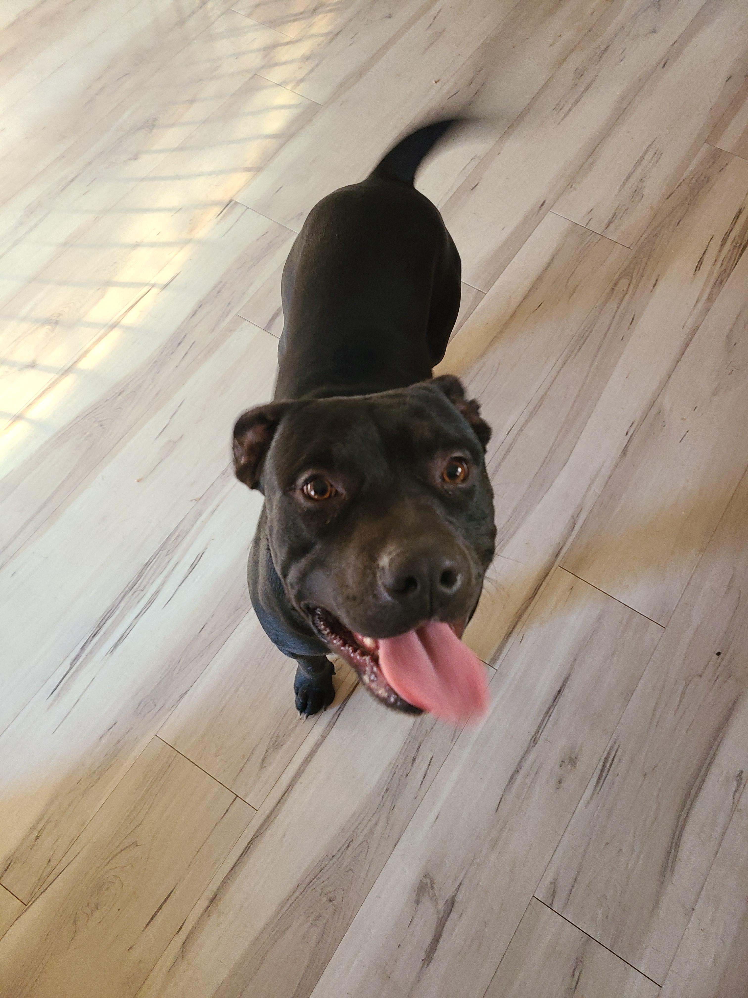 Enlarge Warner, a Adopted American Staffordshire Terrier in Mesa, AZ image 6/6