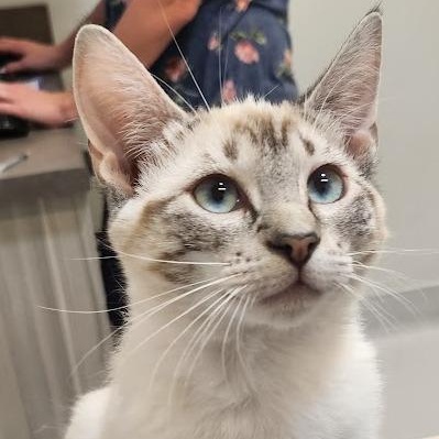 Mouse, adopted, Kitten Female Siamese.