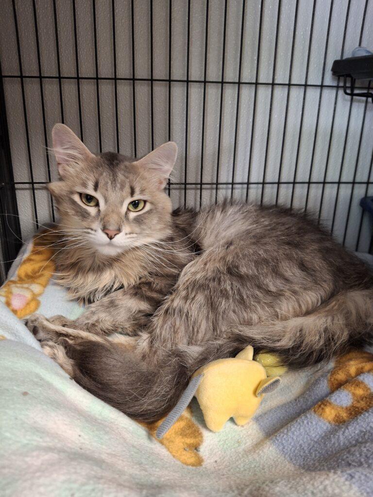 NERMAL, ADOPTABLE, Adult Male Domestic Long Hair.