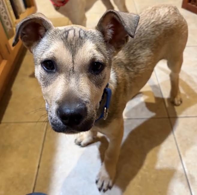 Enlarge Elfie, a ADOPTABLE mixed breed in Olympia, WA image 2/6