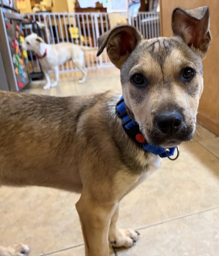 Enlarge Elfie, a ADOPTABLE mixed breed in Olympia, WA image 1/6