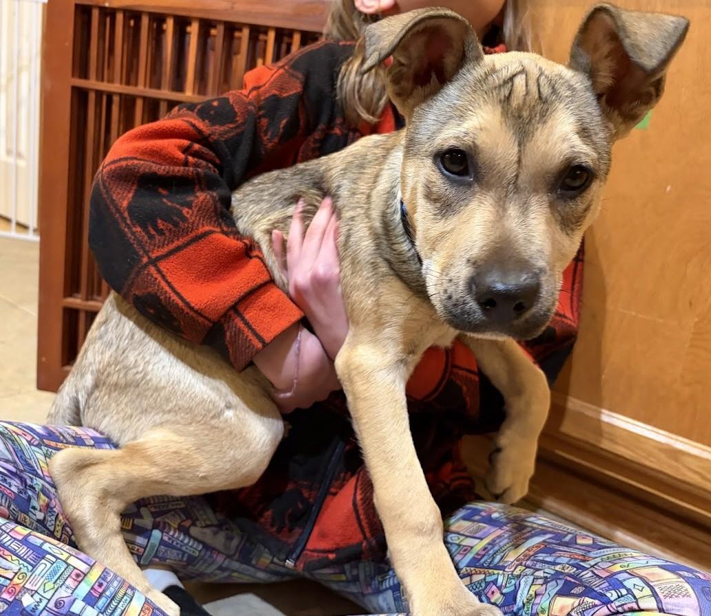 Enlarge Elfie, a ADOPTABLE mixed breed in Olympia, WA image 3/6