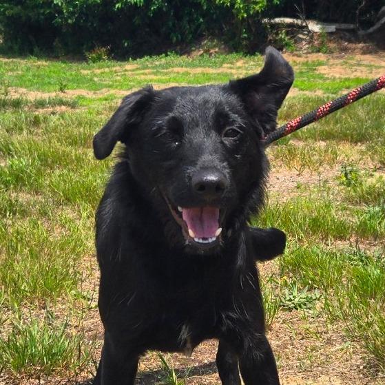 CT Rumi, Adoptable, Young Female Labrador Retriever & Schnauzer.