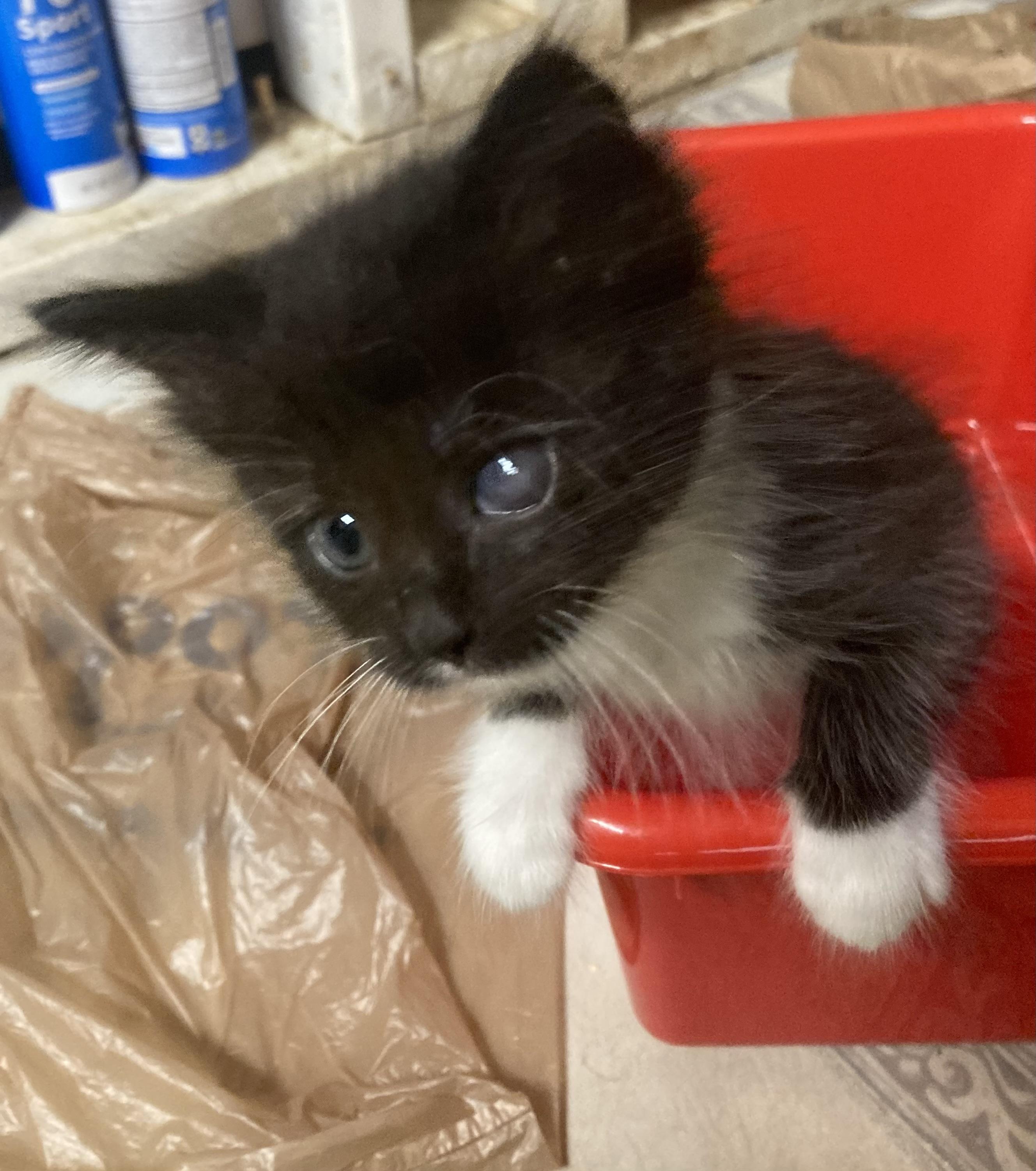 Tuxee (LF)