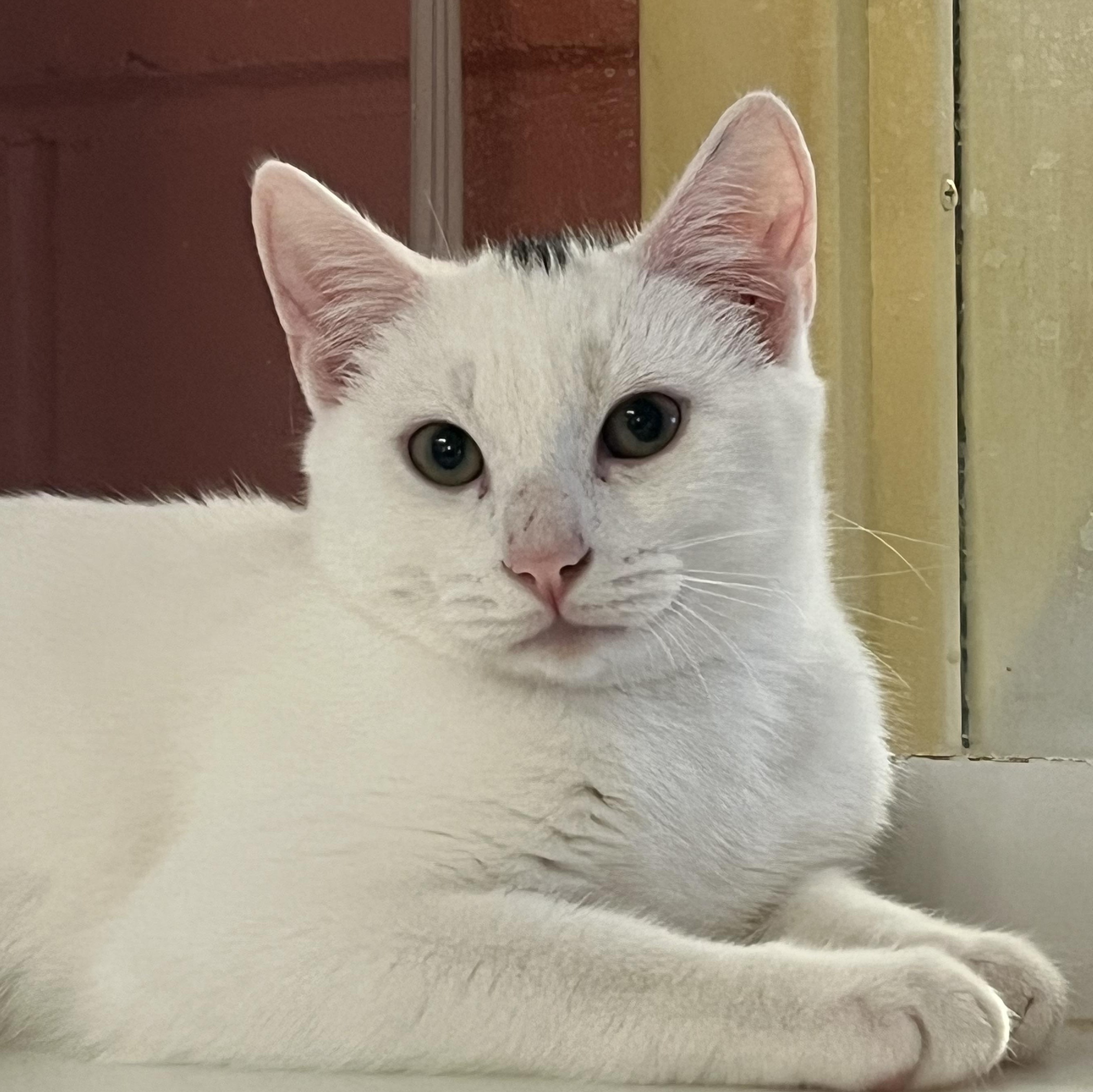 Enlarge Maple, an adoptable Domestic Short Hair in Southold, NY image 1/1