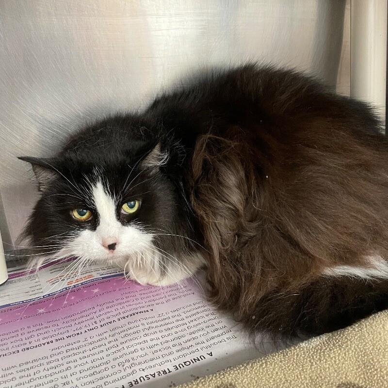 Enlarge Bella, a Adoptable Domestic Long Hair in Roanoke, VA image 1/1