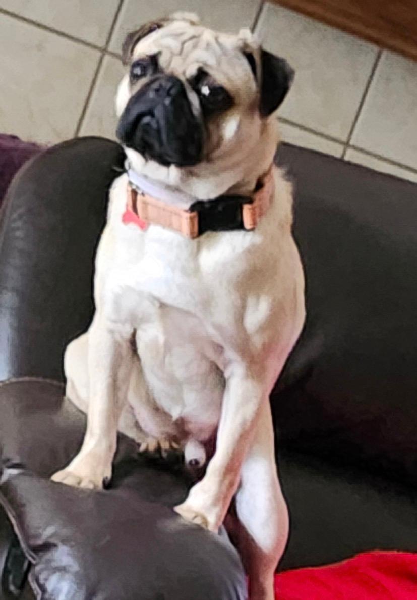 Enlarge Bobby, an adopted mixed breed in Littleton, CO image 4/4