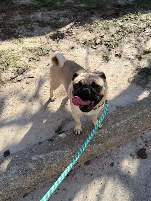 Enlarge Bobby, an adopted mixed breed in Littleton, CO image 3/4