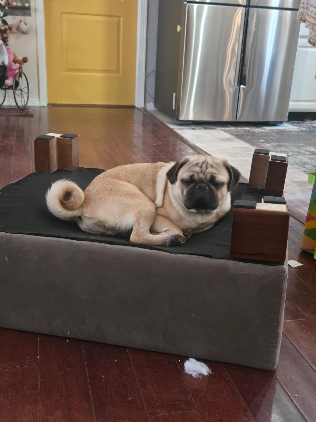 Bobby, ADOPTABLE, Adult Male Pug.