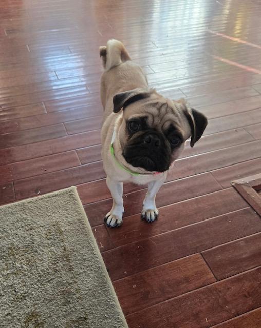 Enlarge Bobby, an adopted mixed breed in Littleton, CO image 2/4