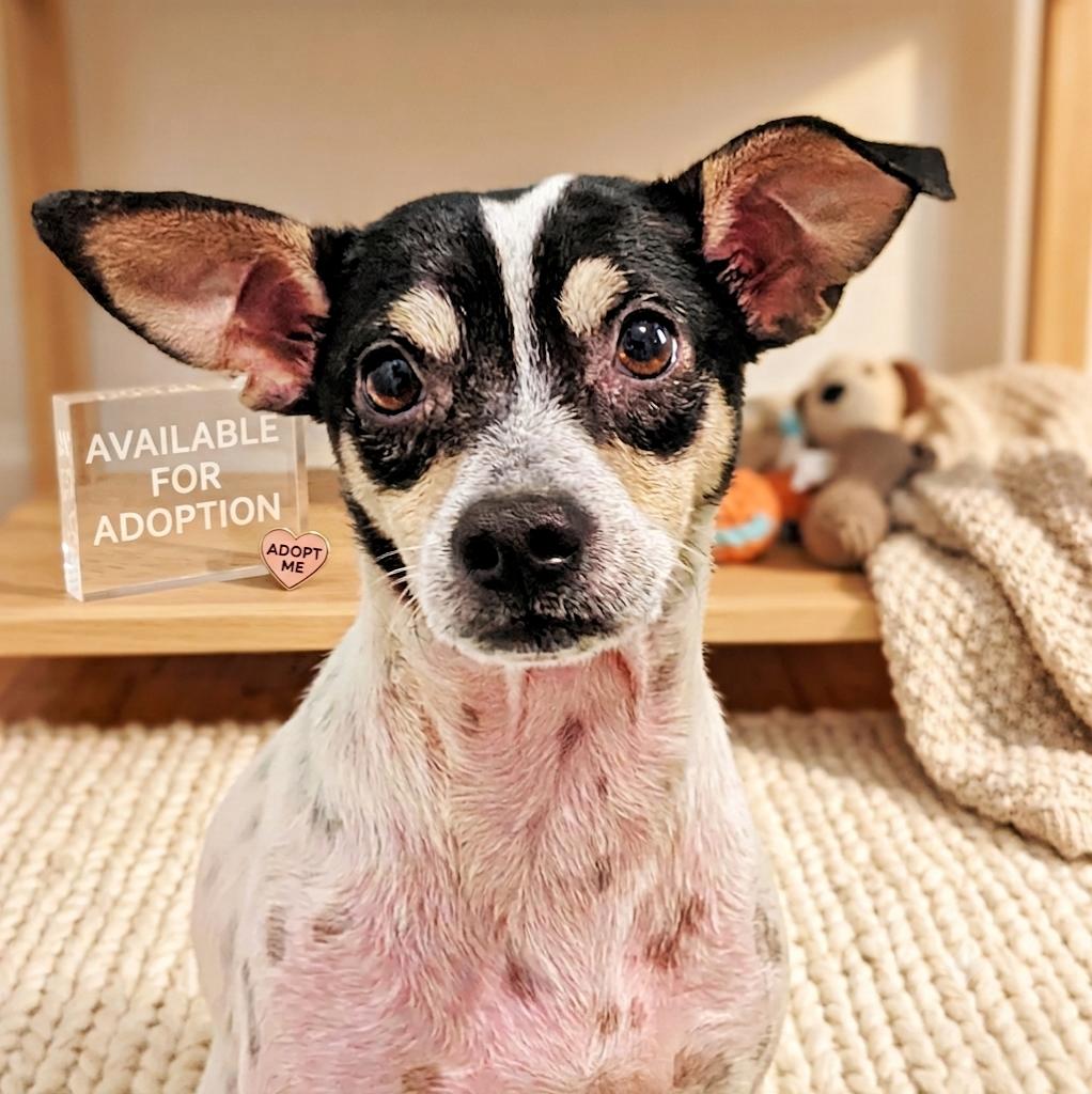 Enlarge Toyota, a Adoptable mixed breed in Eustis, FL image 1/1