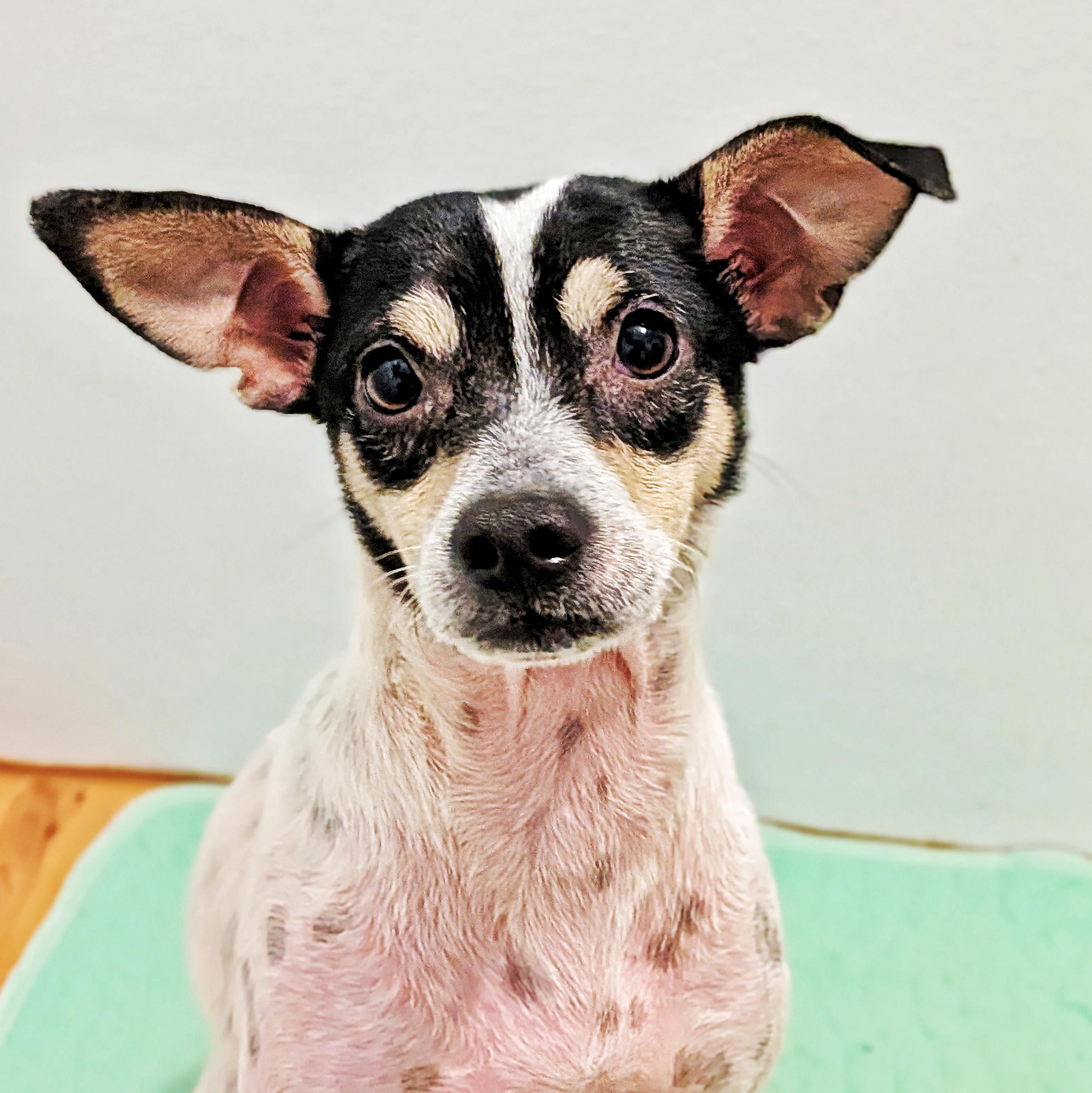Enlarge Toyota, a ADOPTABLE mixed breed in Eustis, FL image 1/1