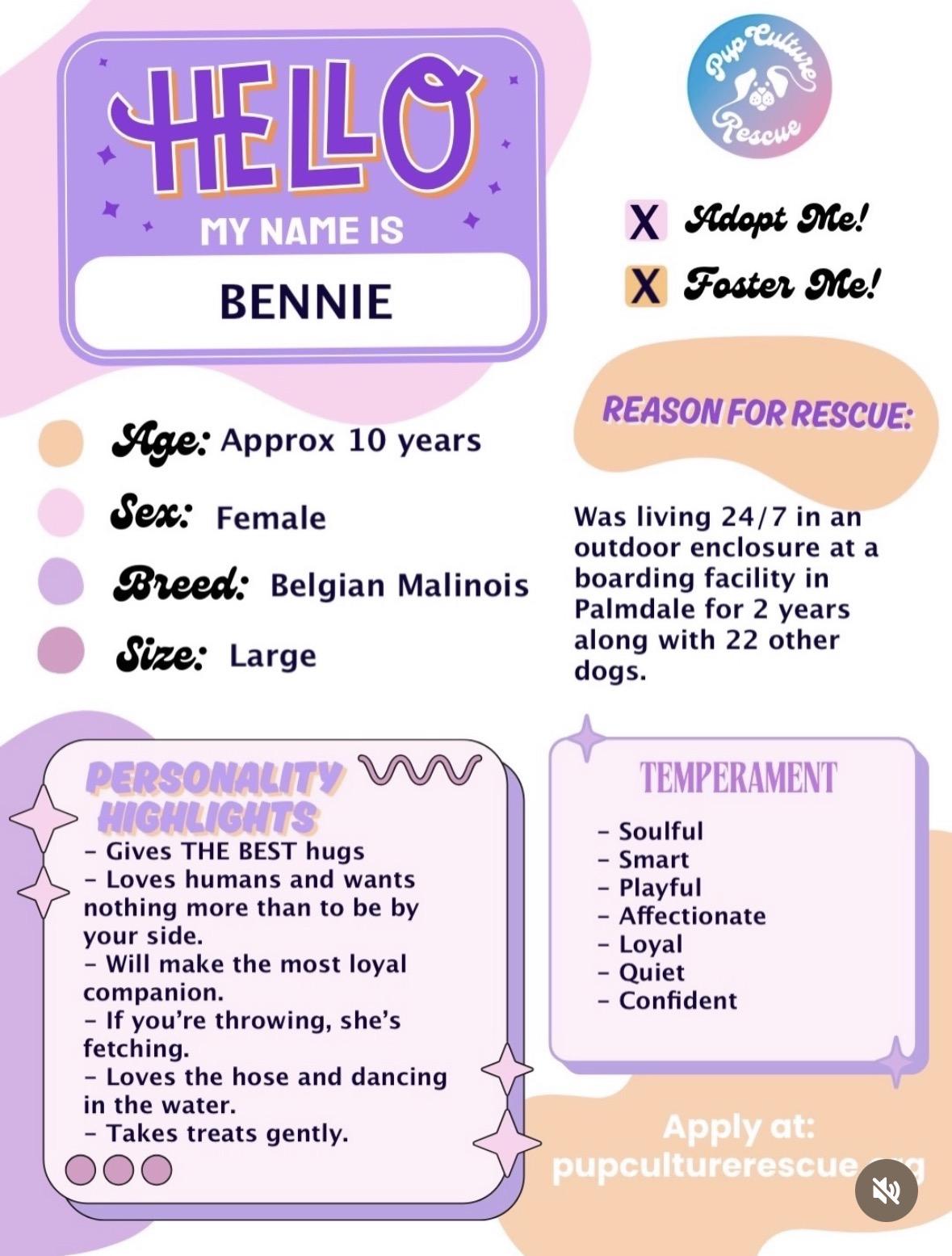 Enlarge Bennie, a ADOPTABLE Belgian Shepherd / Malinois in Pasadena, CA image 2/6