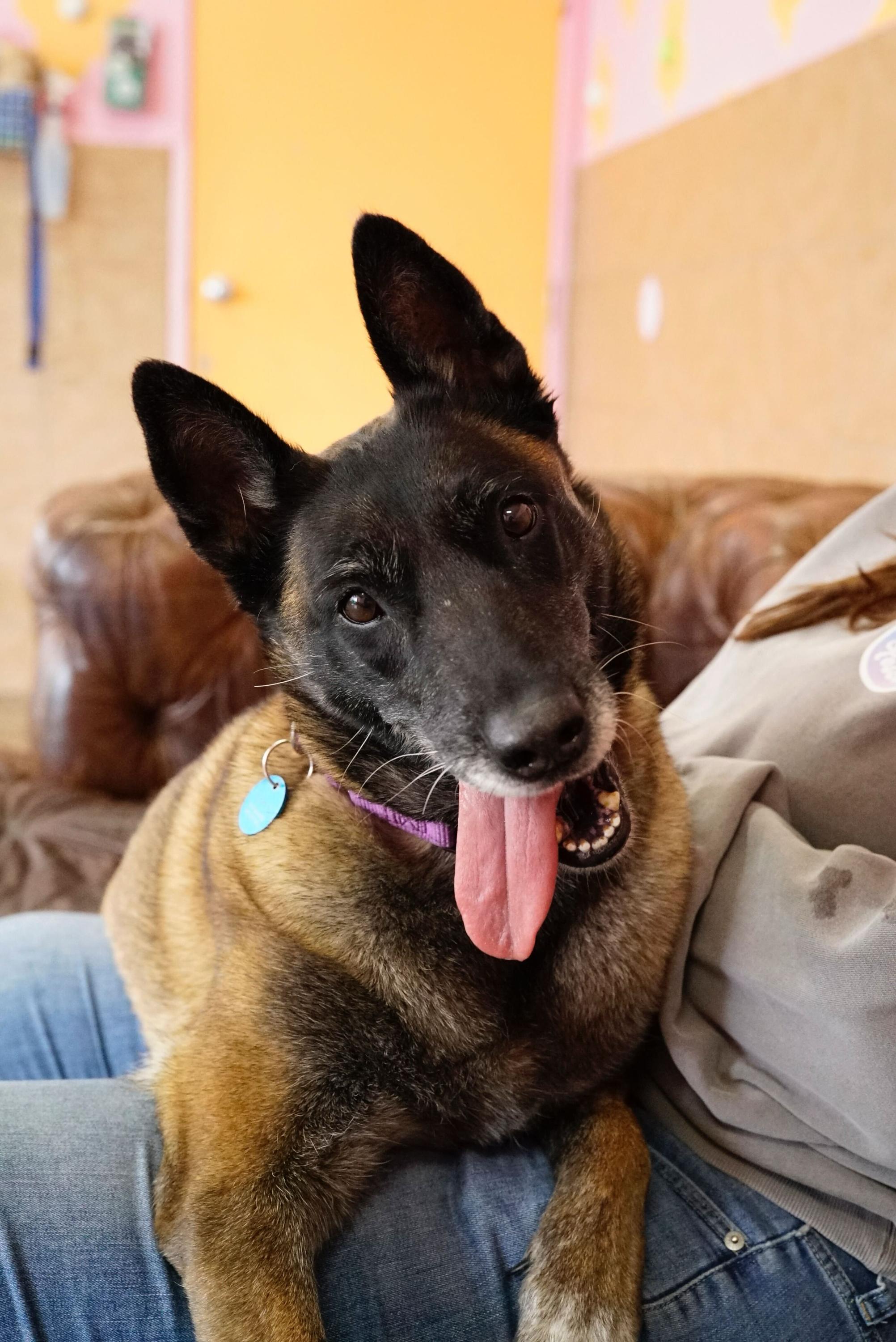 Bennie, ADOPTABLE, Senior Female Belgian Shepherd / Malinois.