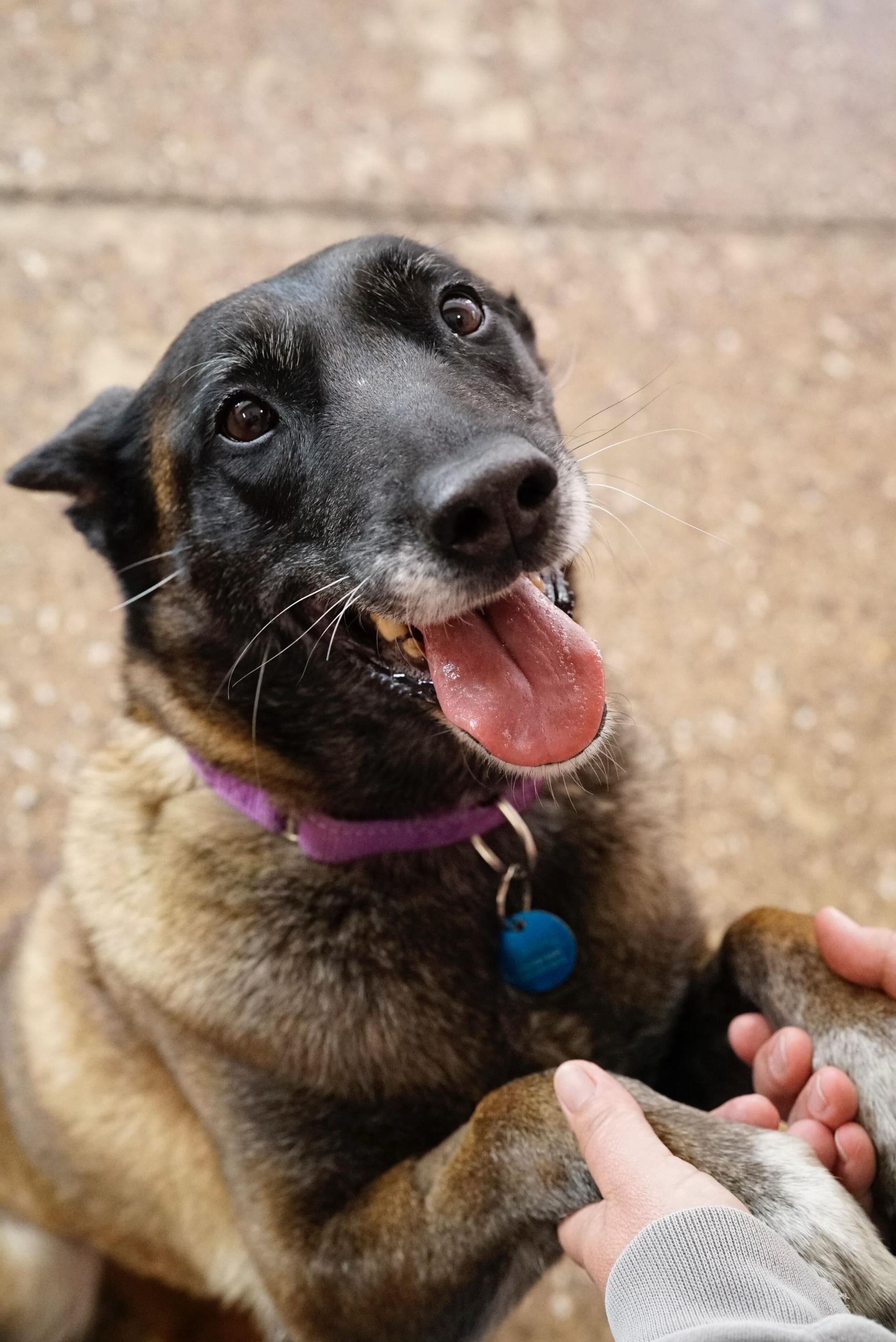 Enlarge Bennie, a ADOPTABLE Belgian Shepherd / Malinois in Pasadena, CA image 4/6