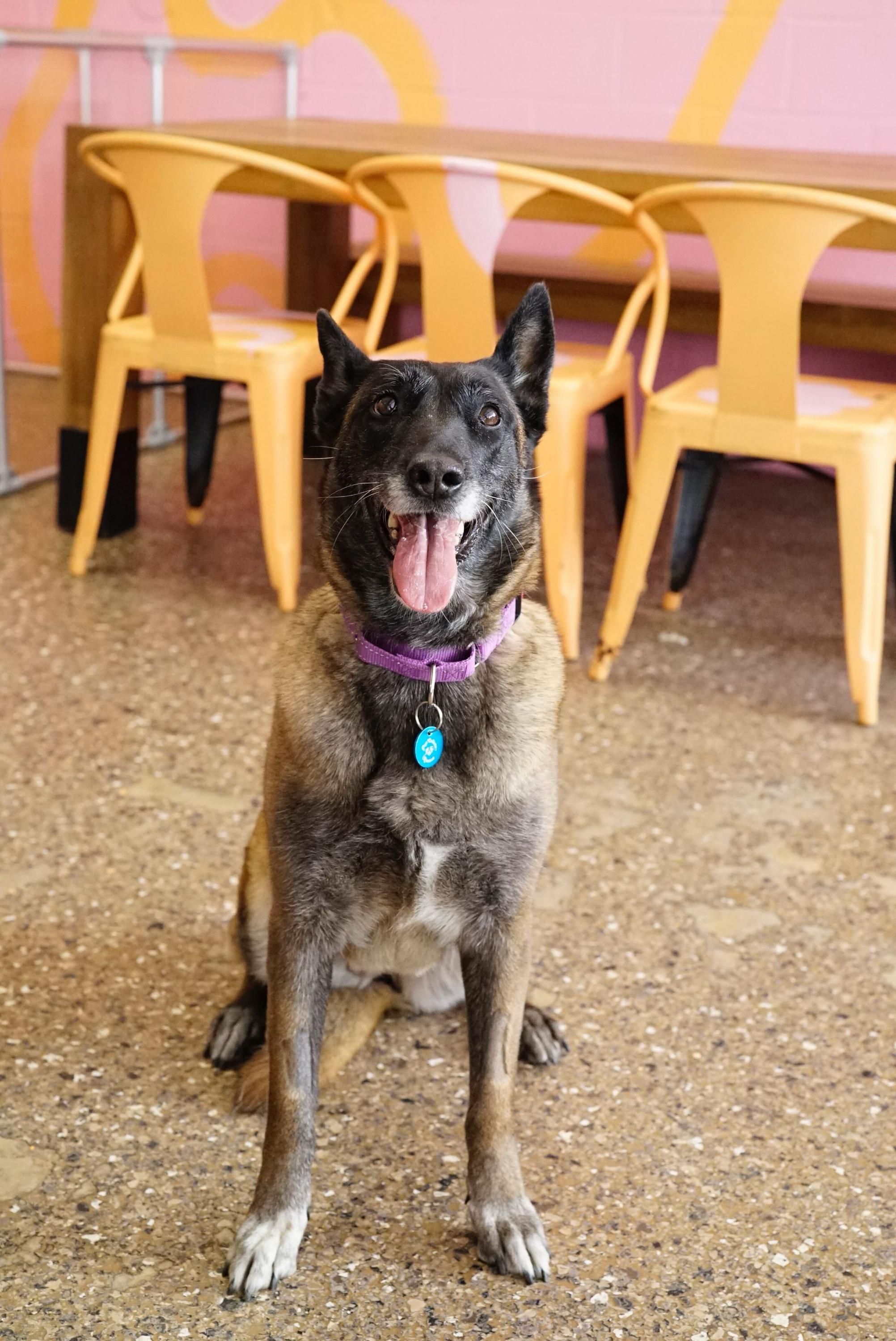 Enlarge Bennie, a ADOPTABLE Belgian Shepherd / Malinois in Pasadena, CA image 3/6