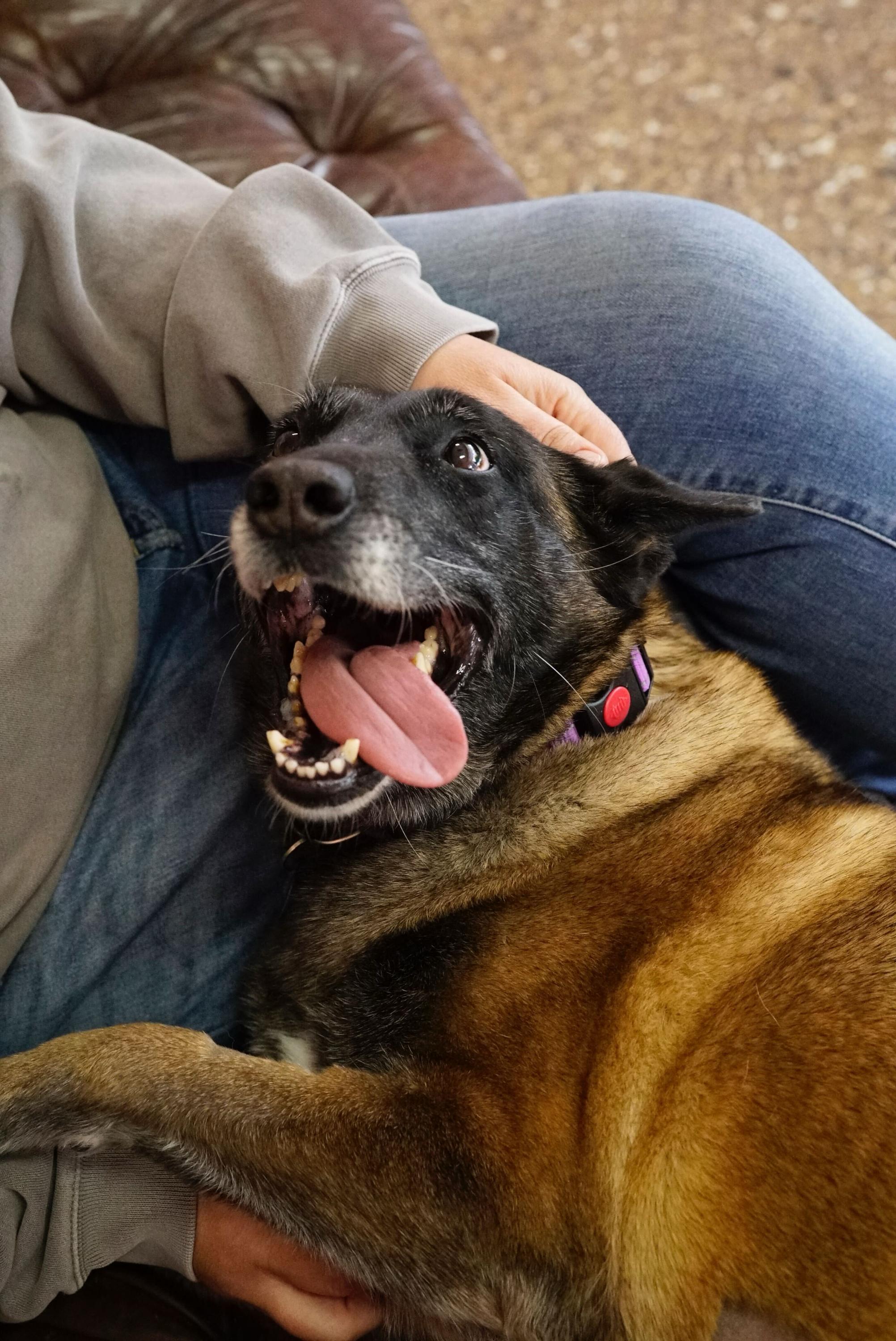 Enlarge Bennie, a ADOPTABLE Belgian Shepherd / Malinois in Pasadena, CA image 5/6