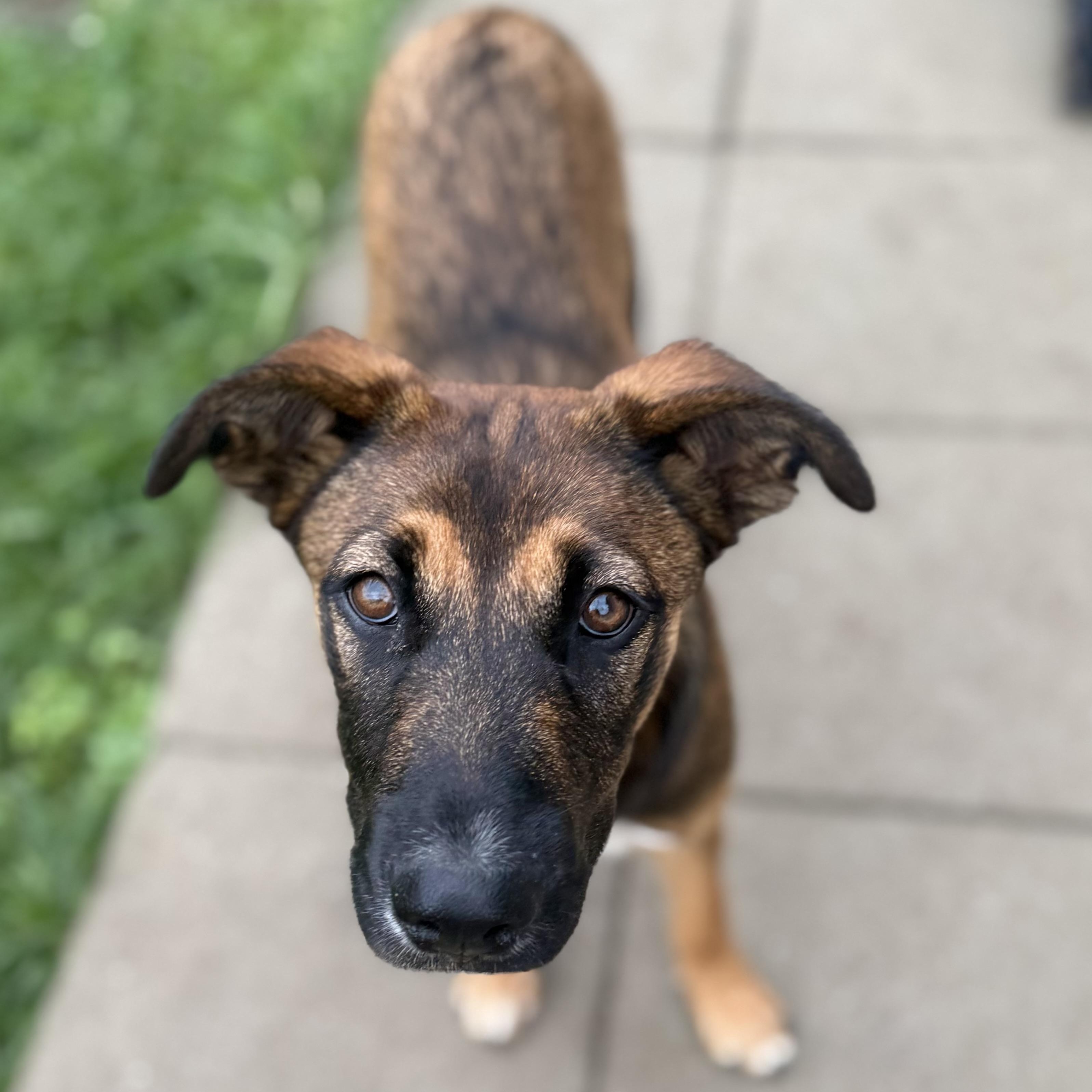 Vivian, an adopted mixed breed in Glenolden, PA image 2/6