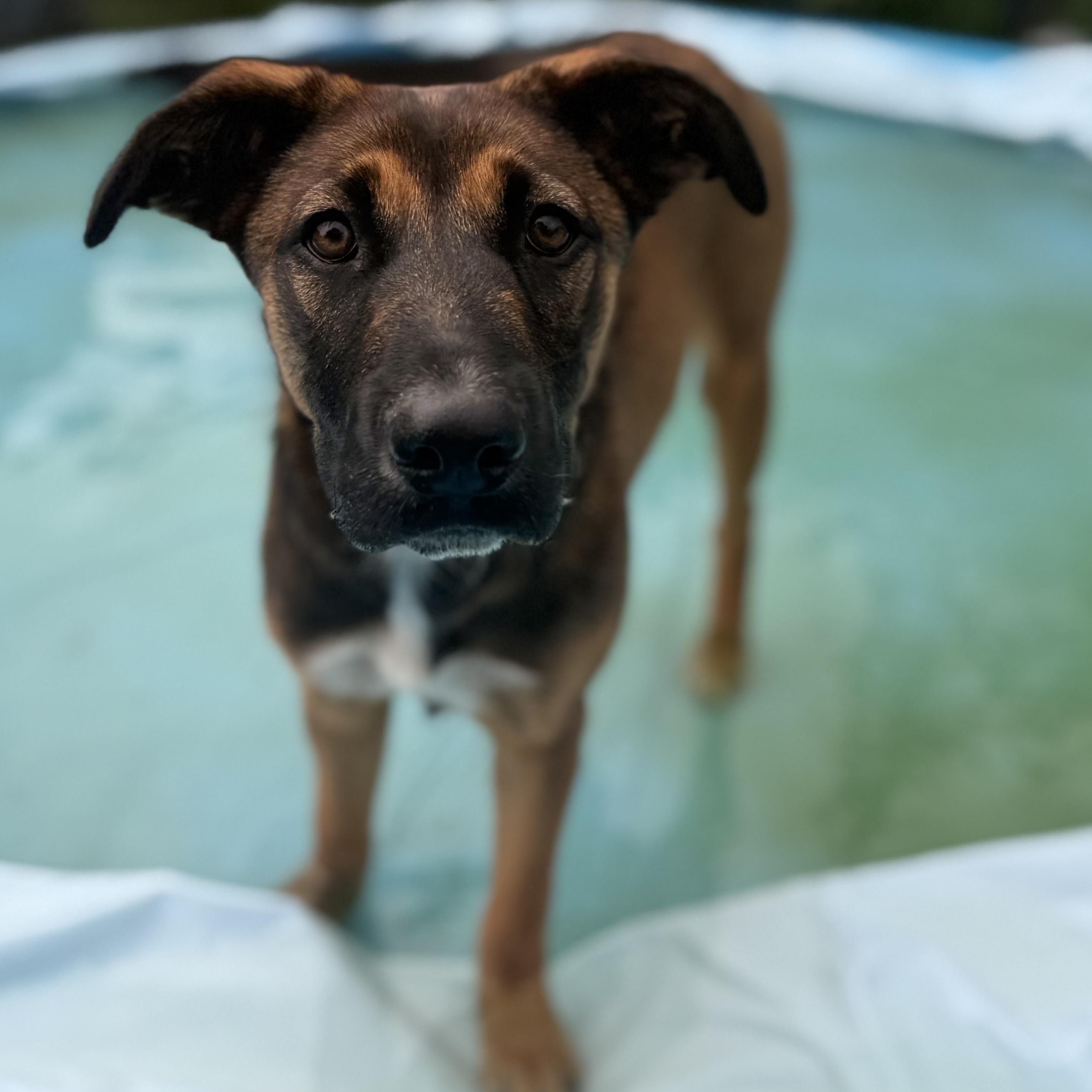 Vivian, an adopted mixed breed in Glenolden, PA image 6/6
