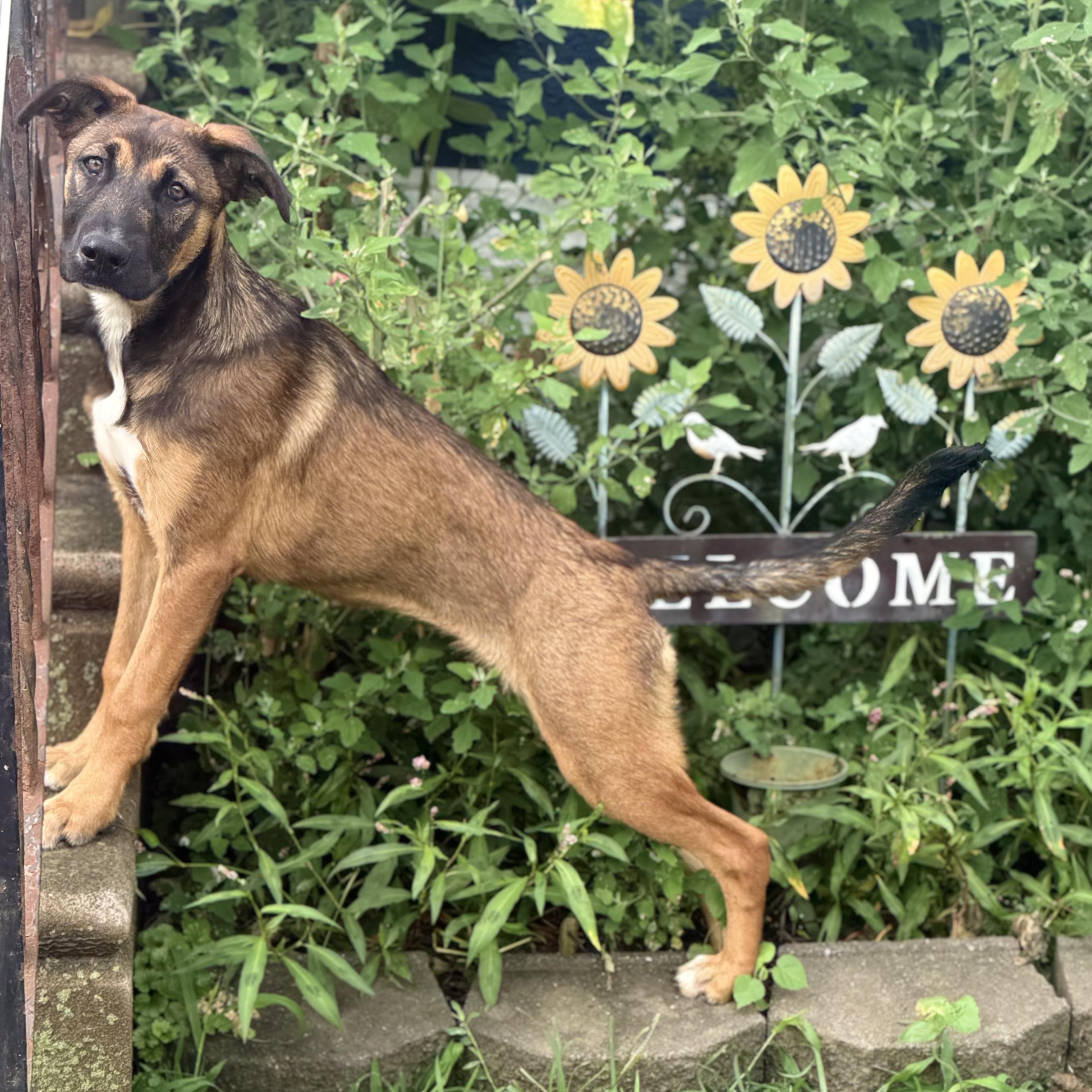 Vivian, an adopted mixed breed in Glenolden, PA image 5/6