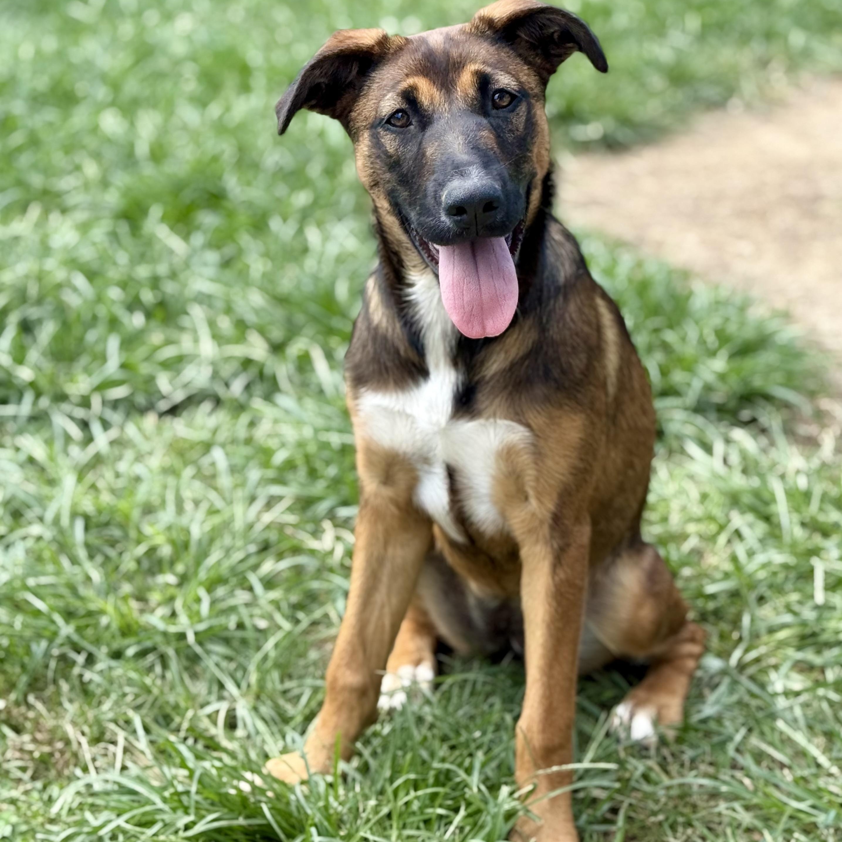 Vivian, an adopted mixed breed in Glenolden, PA image 3/6