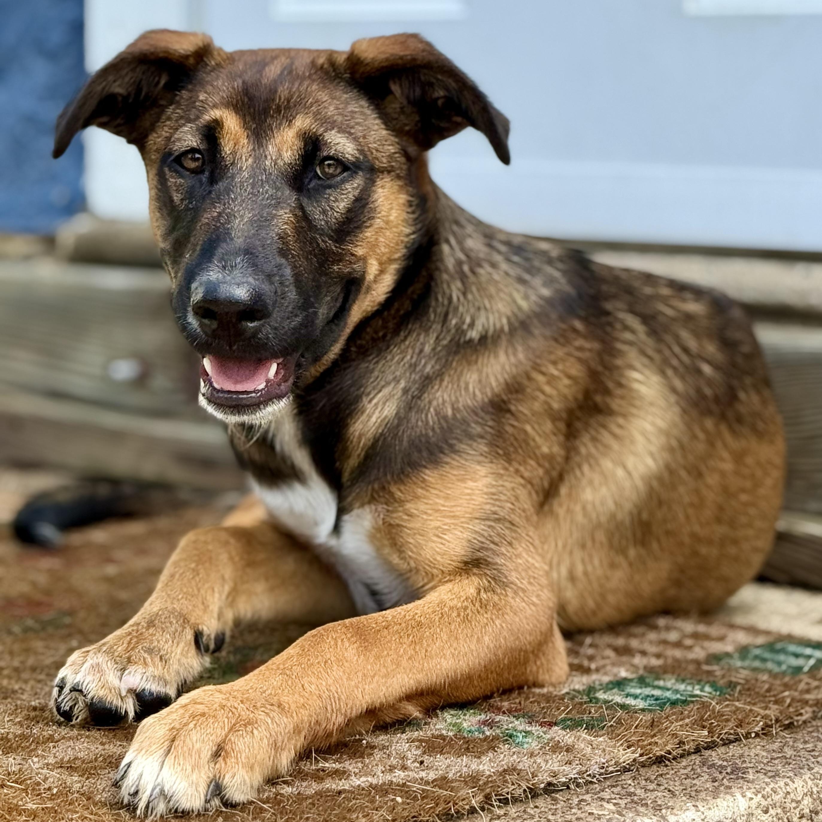 Vivian, an adopted mixed breed in Glenolden, PA image 4/6